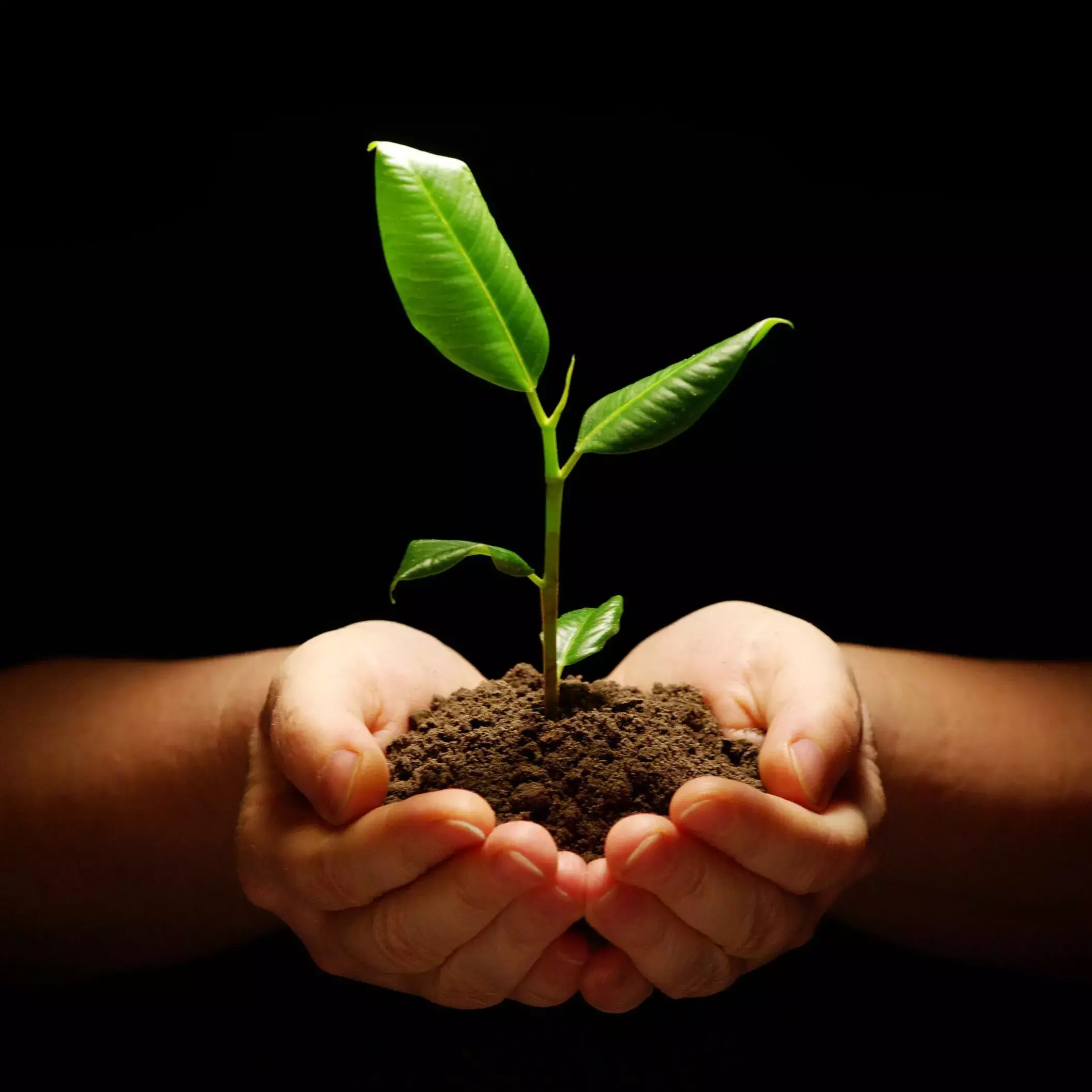Deux mains tenant une plante dans de la terre